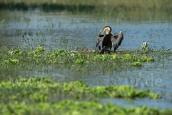 Afrika-Schlangenhalsvogel (Anhinga rufa)