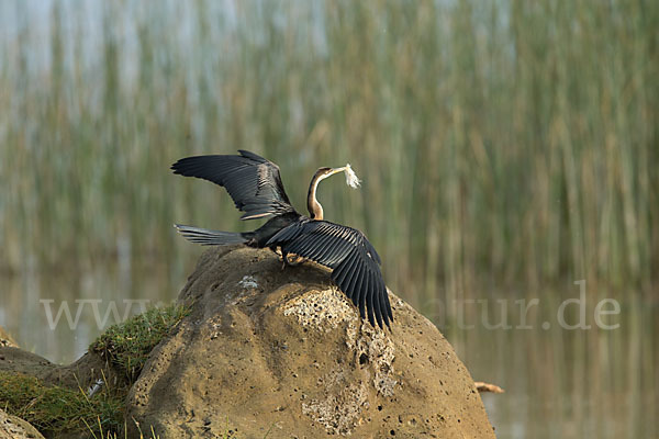 Afrika-Schlangenhalsvogel (Anhinga rufa)