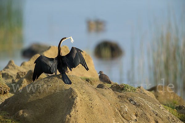 Afrika-Schlangenhalsvogel (Anhinga rufa)