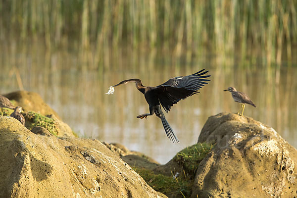 Afrika-Schlangenhalsvogel (Anhinga rufa)