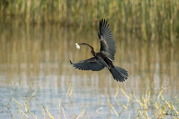 Afrika-Schlangenhalsvogel (Anhinga rufa)