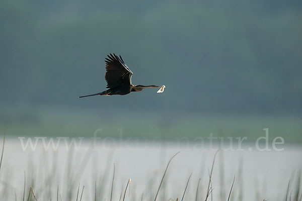 Afrika-Schlangenhalsvogel (Anhinga rufa)