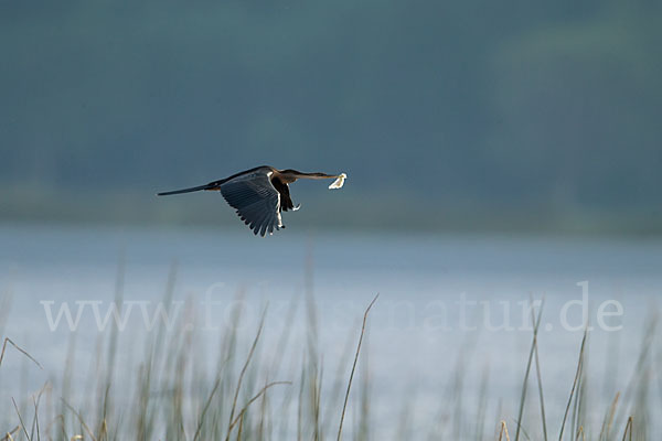 Afrika-Schlangenhalsvogel (Anhinga rufa)