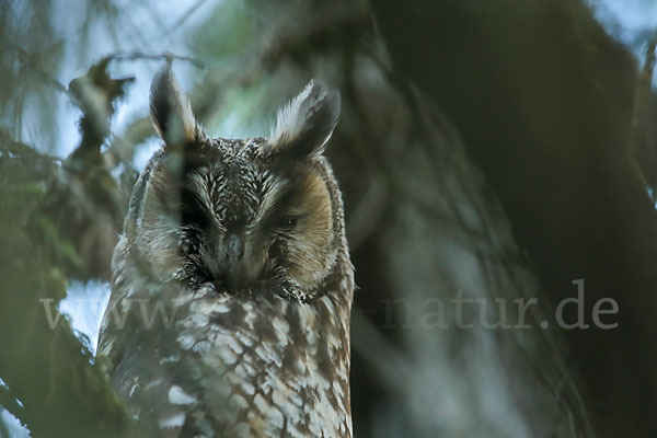 Afrika-Waldohreule (Asio abyssinicus)