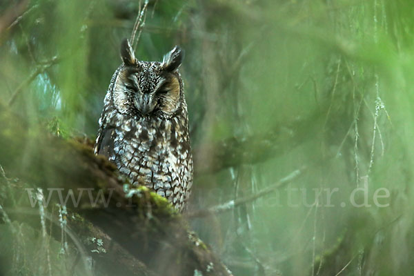 Afrika-Waldohreule (Asio abyssinicus)