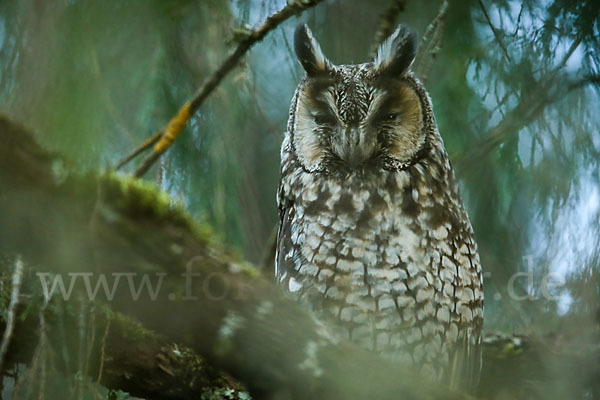 Afrika-Waldohreule (Asio abyssinicus)