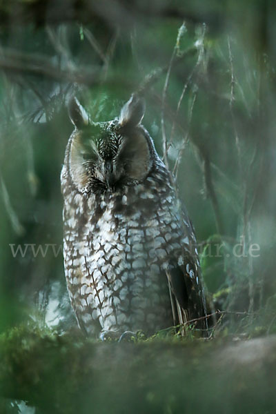 Afrika-Waldohreule (Asio abyssinicus)