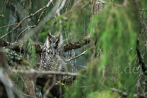 Afrika-Waldohreule (Asio abyssinicus)