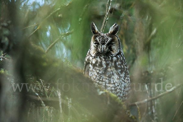 Afrika-Waldohreule (Asio abyssinicus)