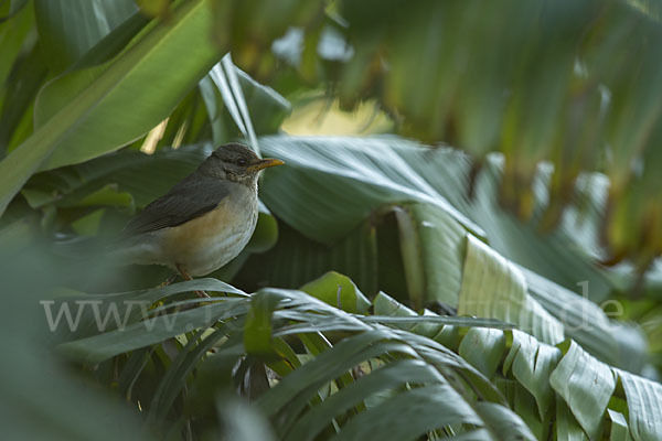 Afrikadrossel (Turdus pelios)