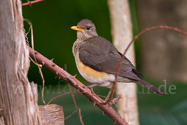 Afrikadrossel (Turdus pelios)