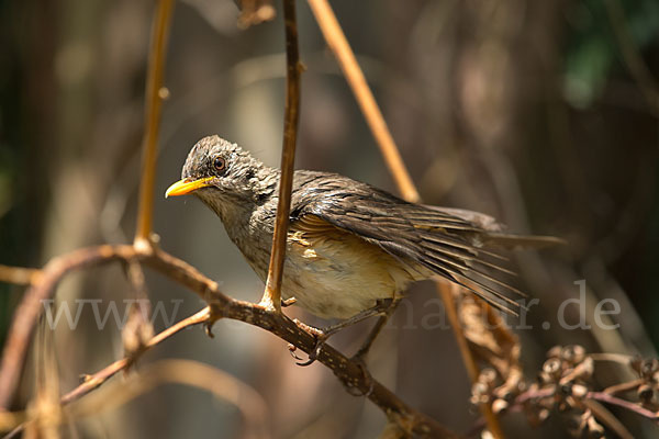 Afrikadrossel (Turdus pelios)