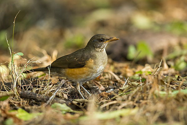 Afrikadrossel (Turdus pelios)