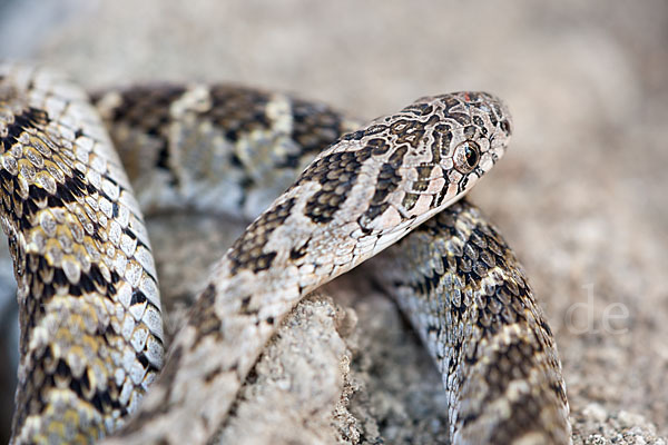 Afrikanische Eierschlange (Dasypeltis scabra)