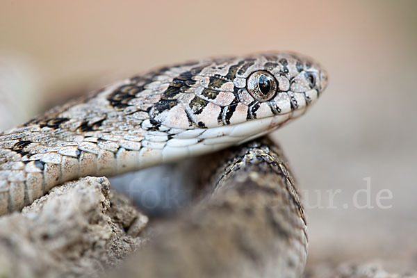 Afrikanische Eierschlange (Dasypeltis scabra)