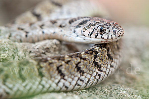 Afrikanische Eierschlange (Dasypeltis scabra)