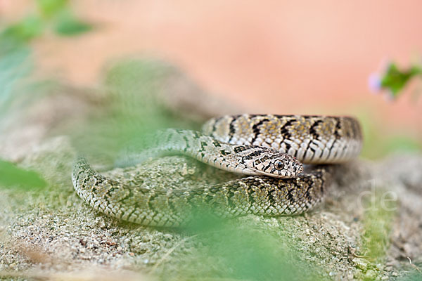 Afrikanische Eierschlange (Dasypeltis scabra)