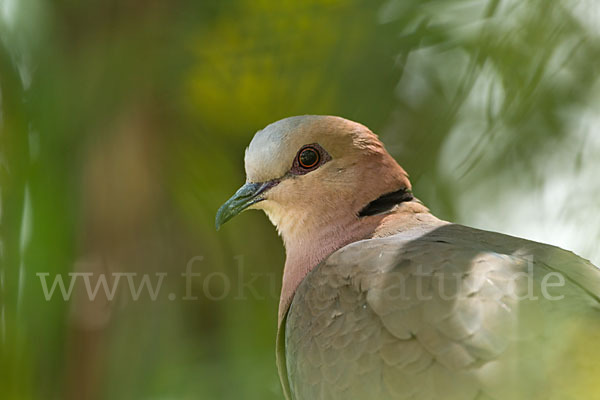 Afrikanische Lachtaube (Streptopelia roseogrisea)