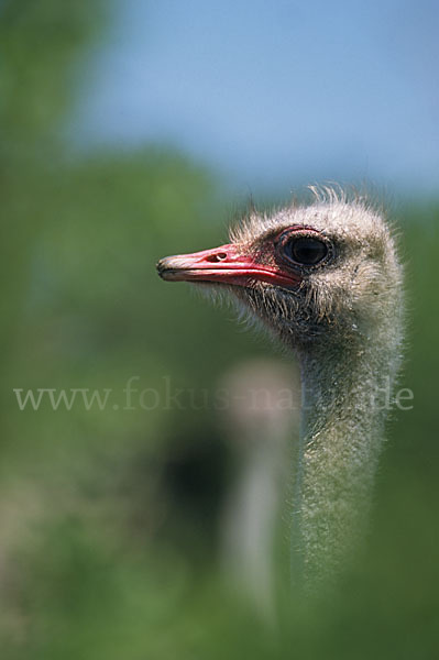 Afrikanische Strauß (Struthio camelus)