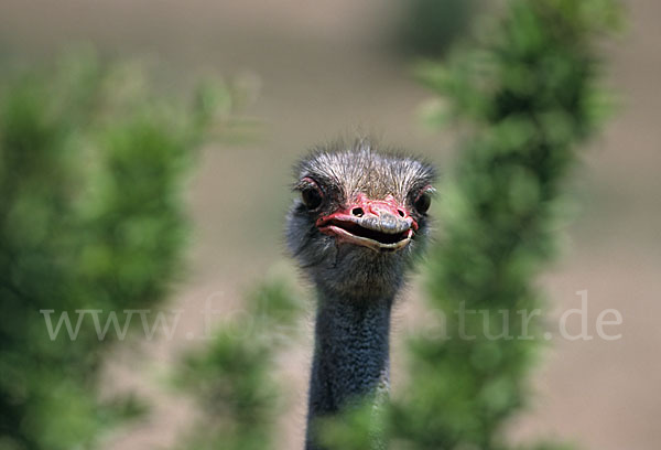 Afrikanische Strauß (Struthio camelus)