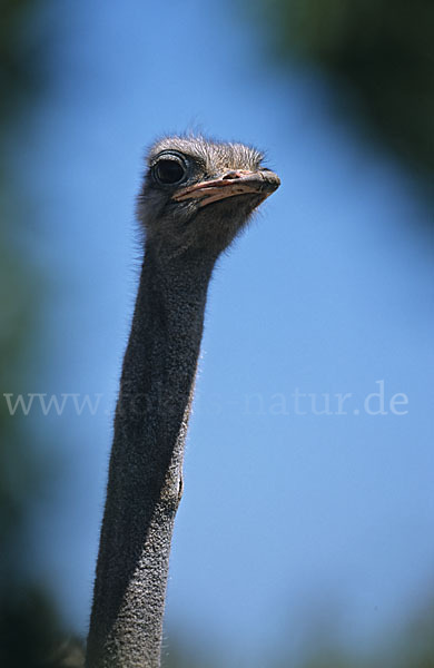 Afrikanische Strauß (Struthio camelus)