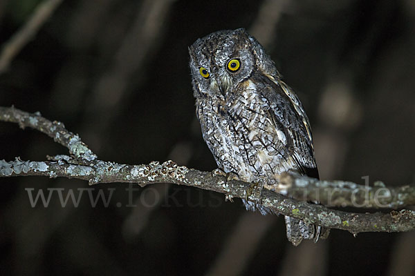 Afrikanische Zwergohreule (Otus senegalensis)