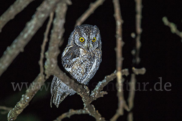 Afrikanische Zwergohreule (Otus senegalensis)