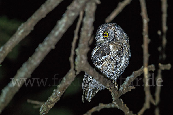 Afrikanische Zwergohreule (Otus senegalensis)