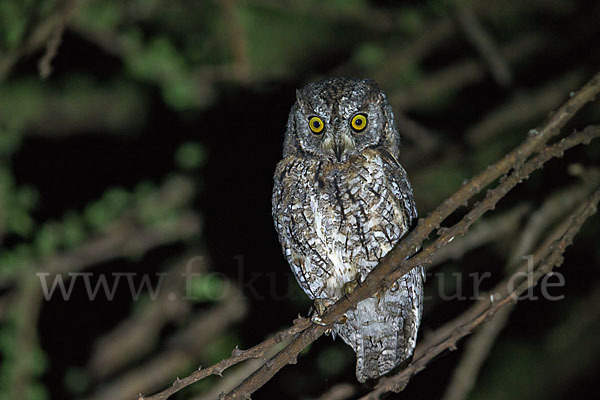 Afrikanische Zwergohreule (Otus senegalensis)