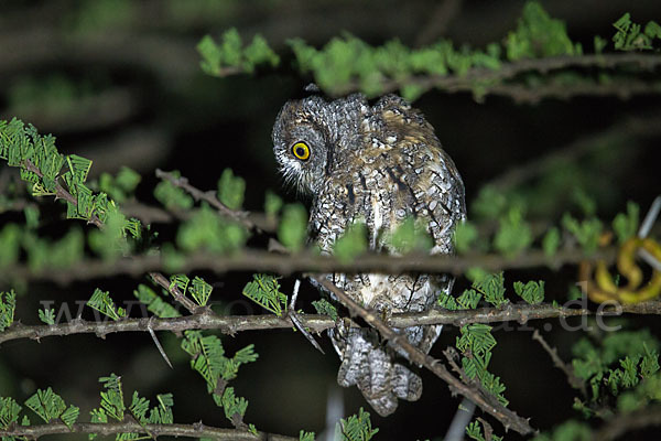 Afrikanische Zwergohreule (Otus senegalensis)