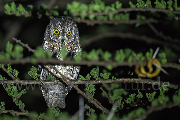 Afrikanische Zwergohreule (Otus senegalensis)