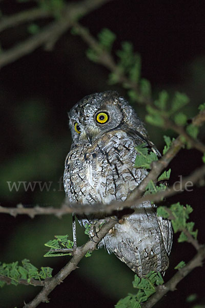 Afrikanische Zwergohreule (Otus senegalensis)