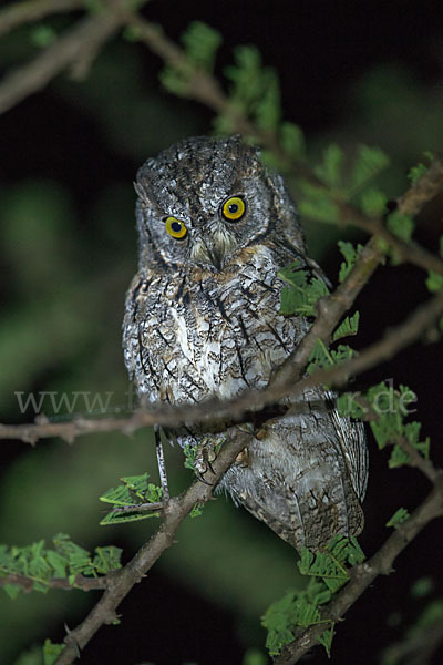 Afrikanische Zwergohreule (Otus senegalensis)