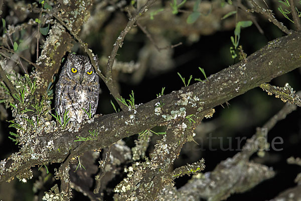 Afrikanische Zwergohreule (Otus senegalensis)