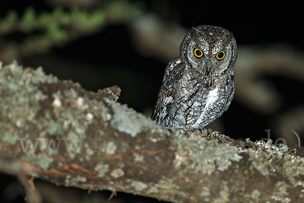 Afrikanische Zwergohreule (Otus senegalensis)