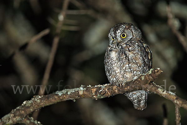 Afrikanische Zwergohreule (Otus senegalensis)