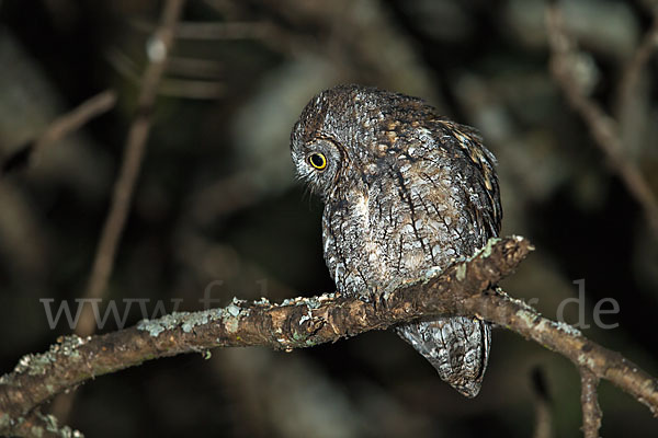 Afrikanische Zwergohreule (Otus senegalensis)