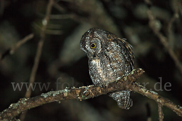 Afrikanische Zwergohreule (Otus senegalensis)