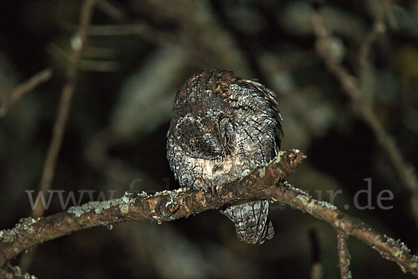 Afrikanische Zwergohreule (Otus senegalensis)