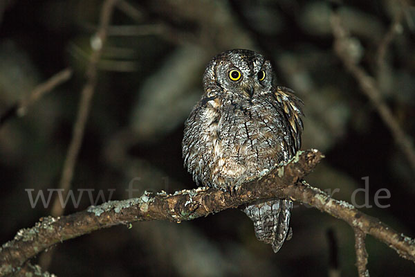 Afrikanische Zwergohreule (Otus senegalensis)