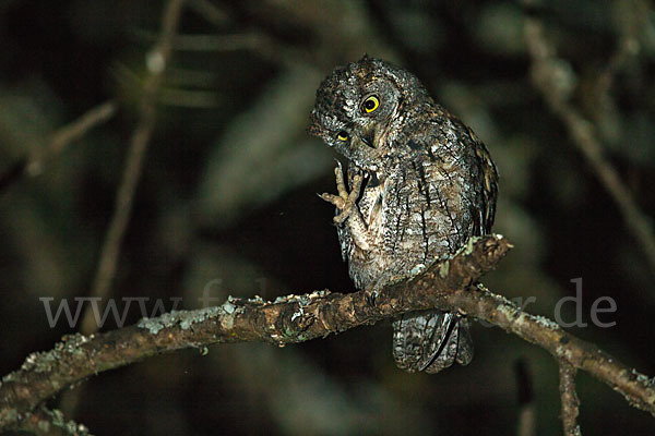 Afrikanische Zwergohreule (Otus senegalensis)