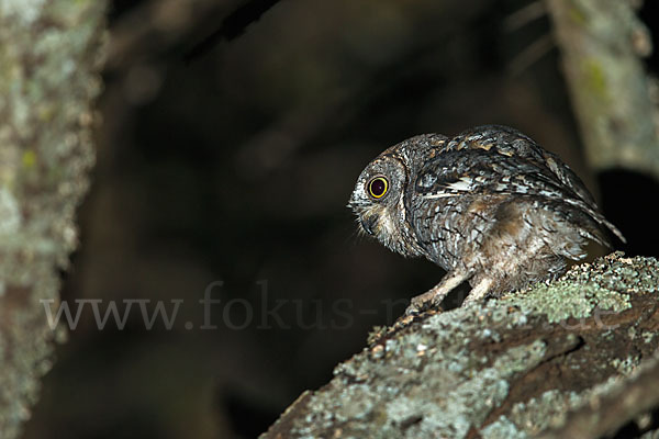 Afrikanische Zwergohreule (Otus senegalensis)