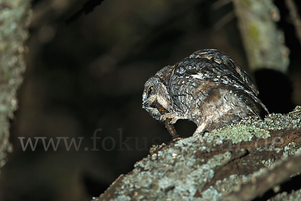 Afrikanische Zwergohreule (Otus senegalensis)