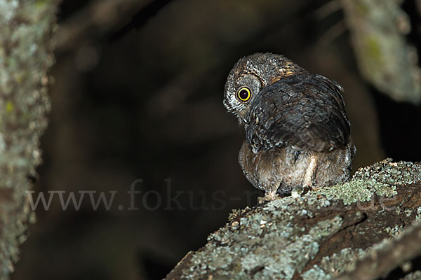 Afrikanische Zwergohreule (Otus senegalensis)