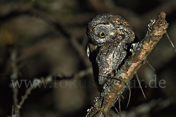 Afrikanische Zwergohreule (Otus senegalensis)