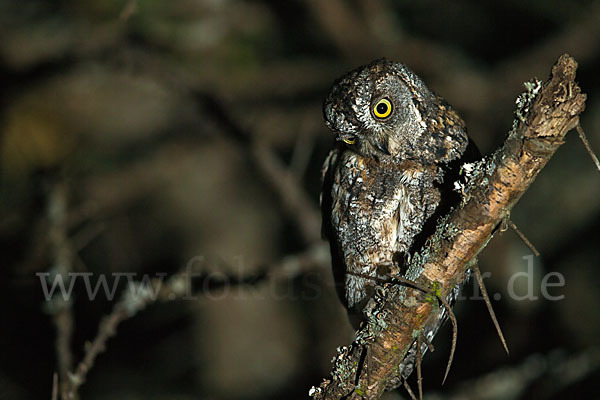 Afrikanische Zwergohreule (Otus senegalensis)