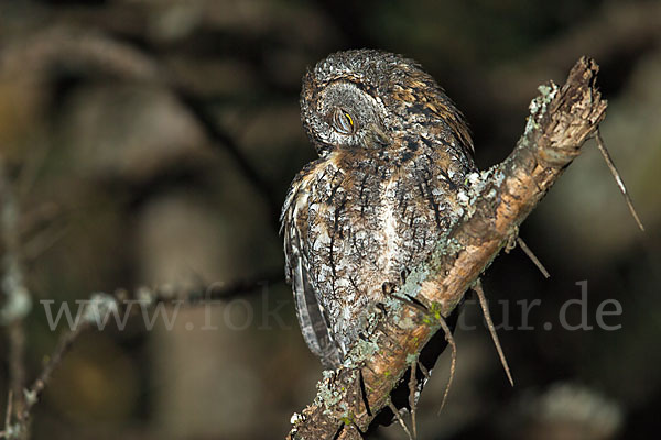 Afrikanische Zwergohreule (Otus senegalensis)