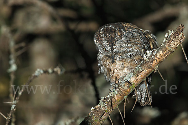 Afrikanische Zwergohreule (Otus senegalensis)