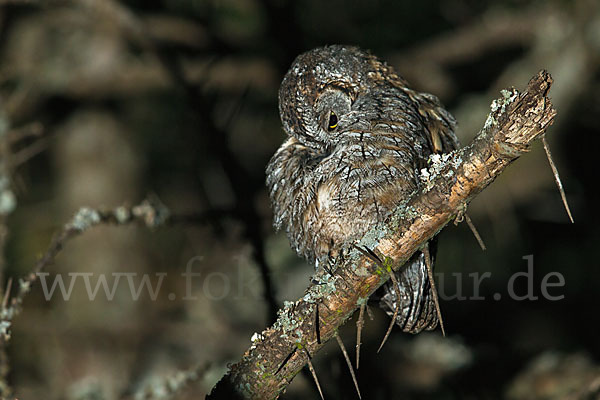 Afrikanische Zwergohreule (Otus senegalensis)