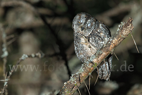 Afrikanische Zwergohreule (Otus senegalensis)